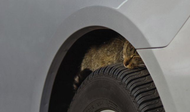 Cat Sleeping On Back On Car Cat Sleeping On Back On Car
